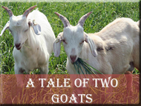 A Tale of Two Goats